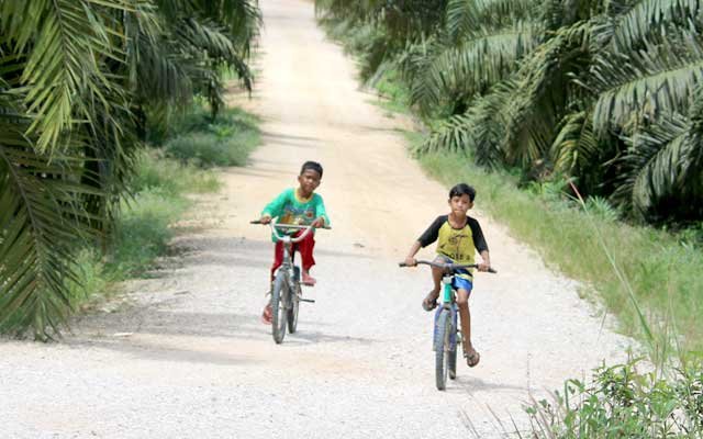 Apkasindo : The Government Should be Wise to Child Labor Issue in Palm Oil Sector