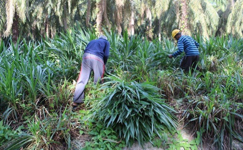 CSR : Wilmar and the Local People Develop and Cultivate Odot