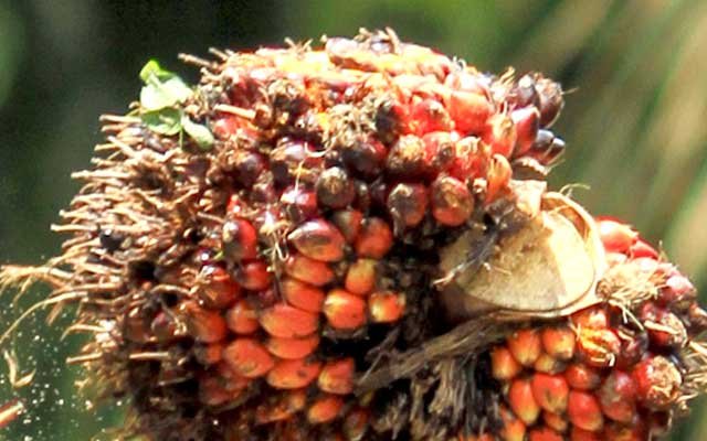 FFB Price in East Kalimantan in the Second Period - July 2022