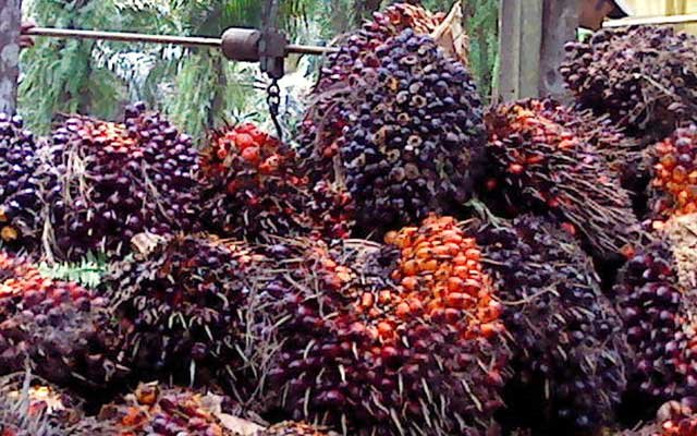 FFB Price in West Kalimantan in the Second Period - July 2022