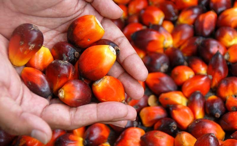 For People's Welfare, The Palm Oil Industry Must Be Sustainable