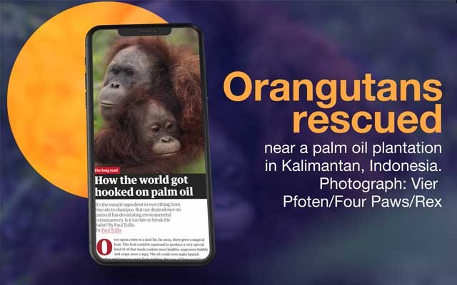 Friendship With Oil Palm 