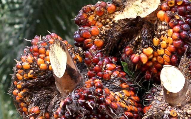 Gets Better, FFB in North Sumatera on 24 - 30 August 2022