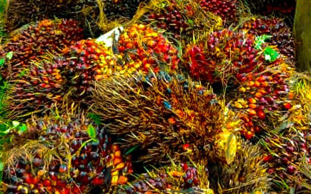 Gets Better, FFB in North Sumatera on 3 - 9 August 2022