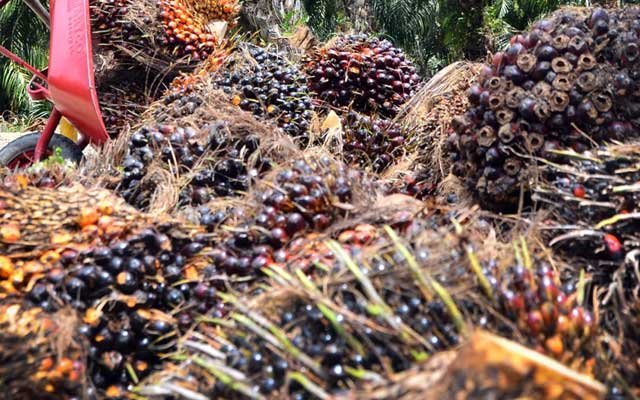 Gets Better, FFB Price in East and West Aceh in the first Period August 2022