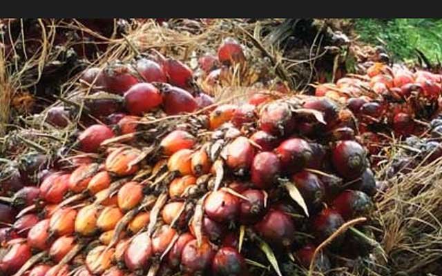 Gets Better, FFB Price in Riau on 24 - 30 August 2022