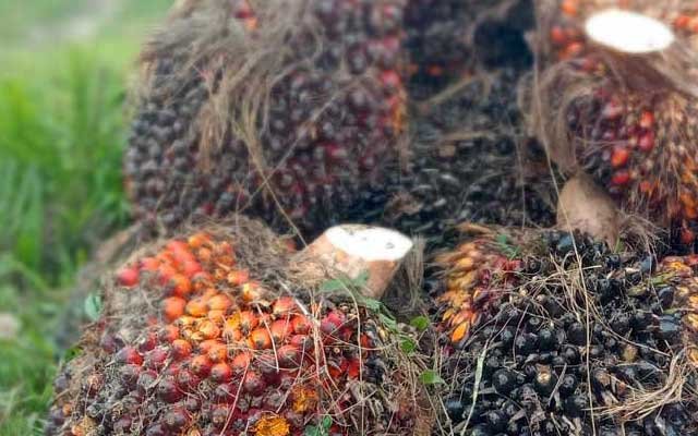 Gets Better Rp 119,75/Kg, FFB Price in Jambi on 12 - 18 August 2022 