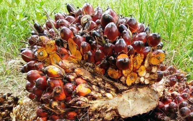 Gets Better Rp 157,88/Kg,  FFB Price in North Sumatera on 10 - 16 August 2022