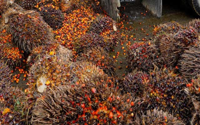 Gets Better Rp 200,73/kg, FFB in Riau on 17 - 23 August 2022