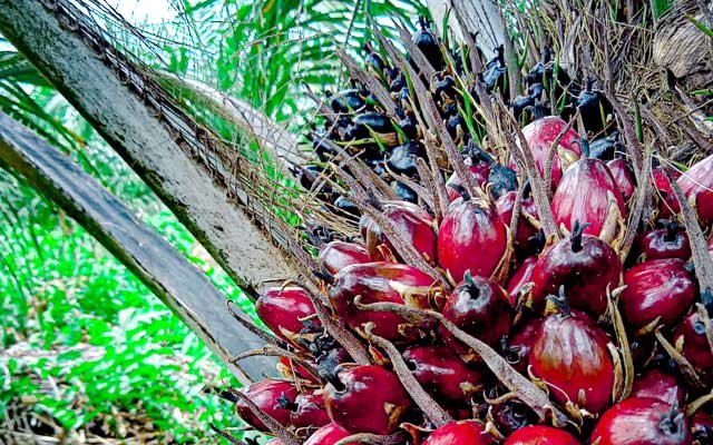 Gets Better Rp 212,91/Kg, FFB Price in West Sumatera in the Third Period - August 2022