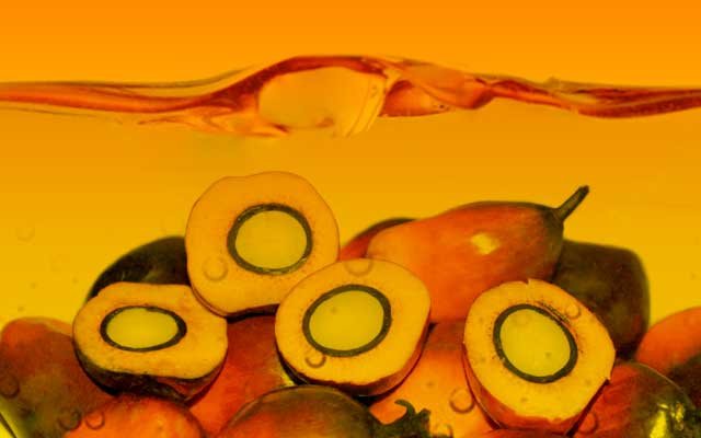 Increased to be Rp 11.388/Kg,  CPO Tender at KPBN on 22 August 2022