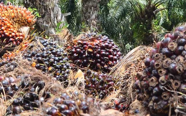 Increases Rp 113,69/Kg, FFB Price in Riau on 31 August - 6 September 2022