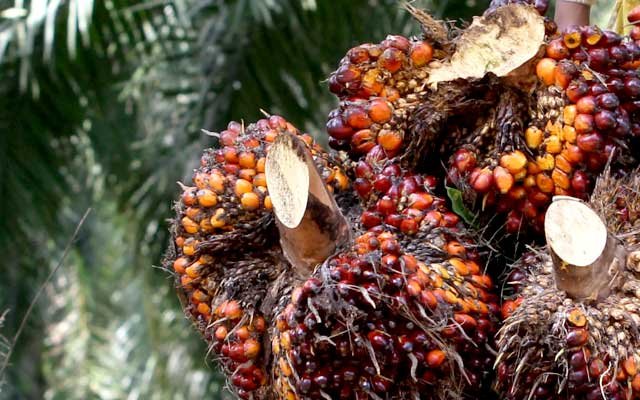Increases Rp 254,92/Kg, FFB Price in South Sumatera in the First Period - August 2022