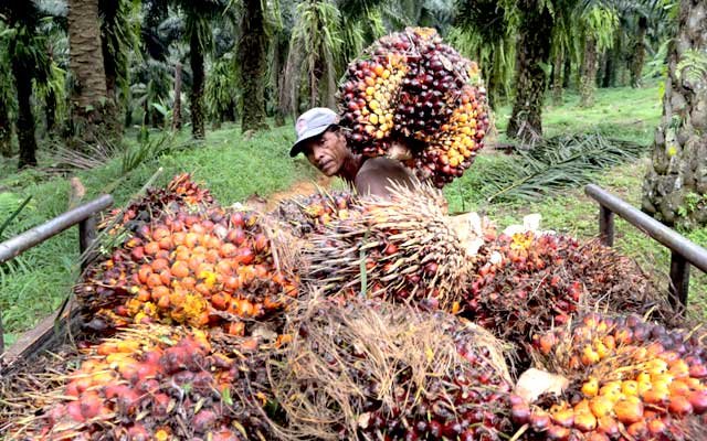 Less Than Rp 2.000/kg: FFB Price in Many Regions in Indonesia per 23 August 2022