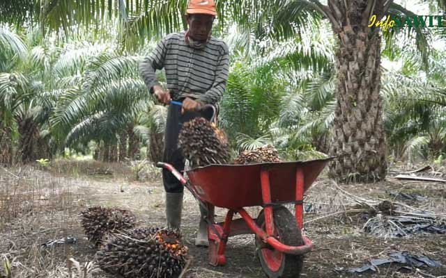 Palm Harvesting Process