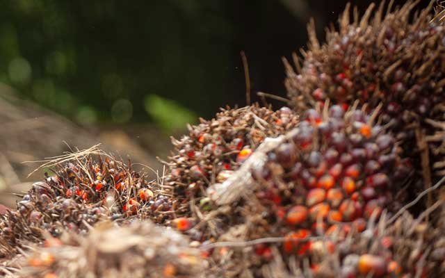 Revoke DMO and DPO, Smallholder's FFB Price In Nagan Raya are Much Less Than Rp 2.000/Kg