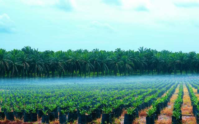 SRP in Aceh has only reached around 1,600 hectares