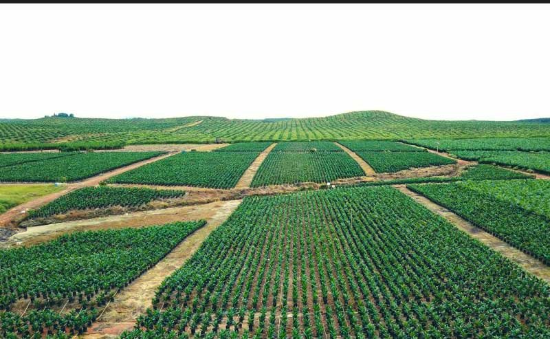 SRP Would Cover 1.000 Ha in North Padang Lawas