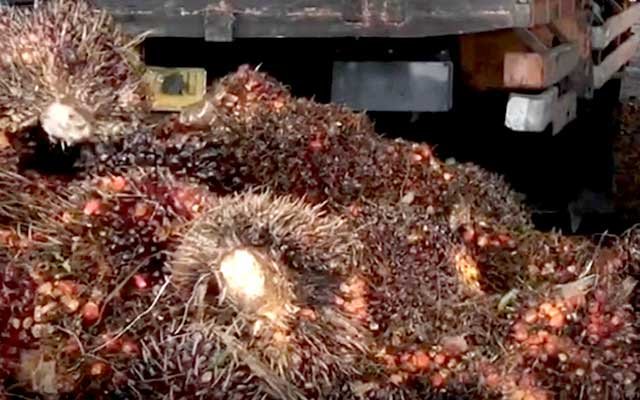 Smallholders Confused, FFB Price in Jambi Still Less than Rp 1.000/kg