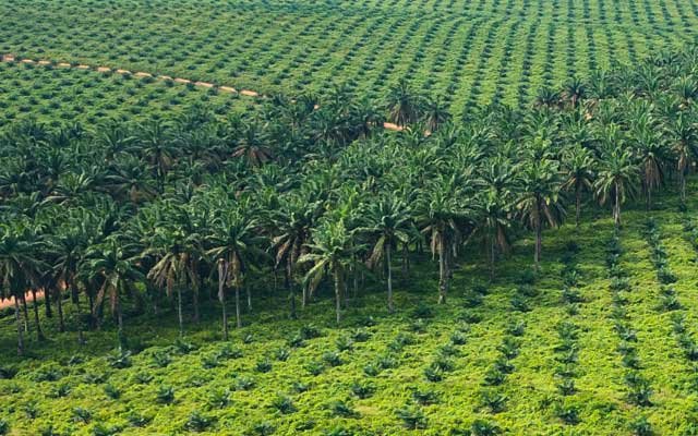 The Facts Behind Smallholders Are Often Accused Of Deforestation