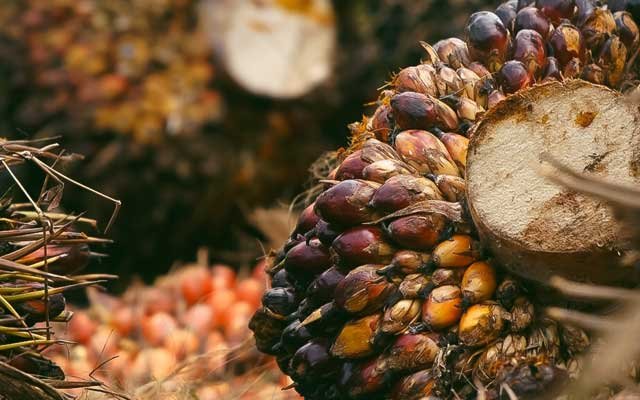 The Most Expensive is Rp 2.268,34/Kg, FFB Price in West Sumatera on 8 - 14 August 2022