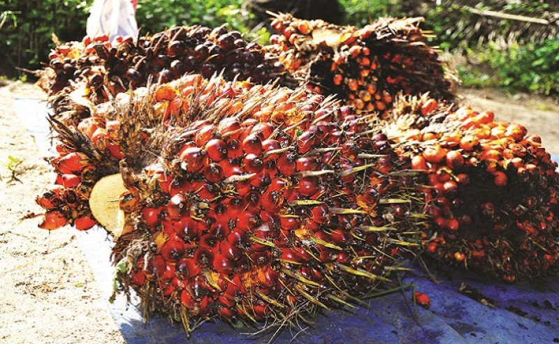 FFB in Jambi on 17 - 23 December 2021 Gets Cheaper to be Rp 3.320,72/Kg