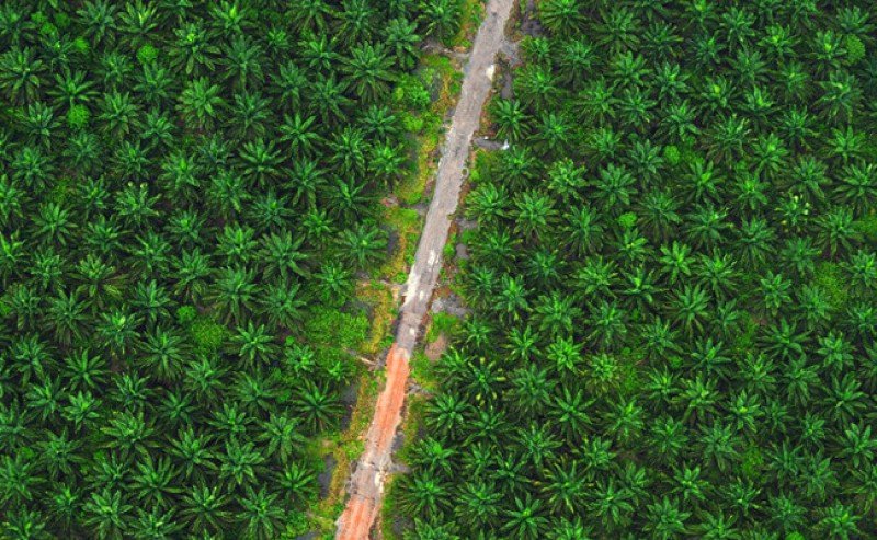 Palm Oil Plantation in Northeast India is Rejected