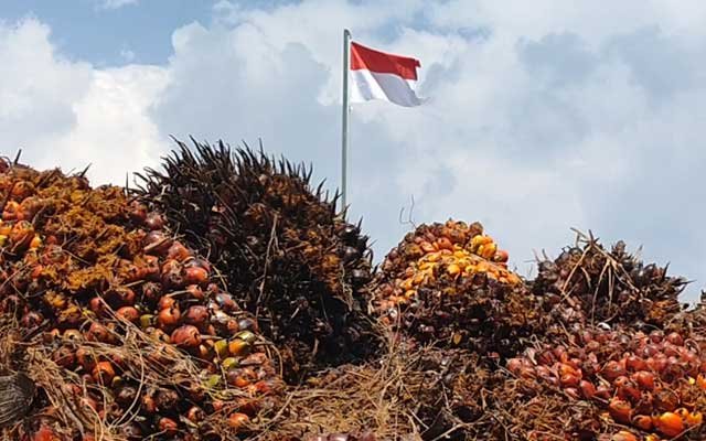 Always Faces Issues : Palm Oil Trade to European Union