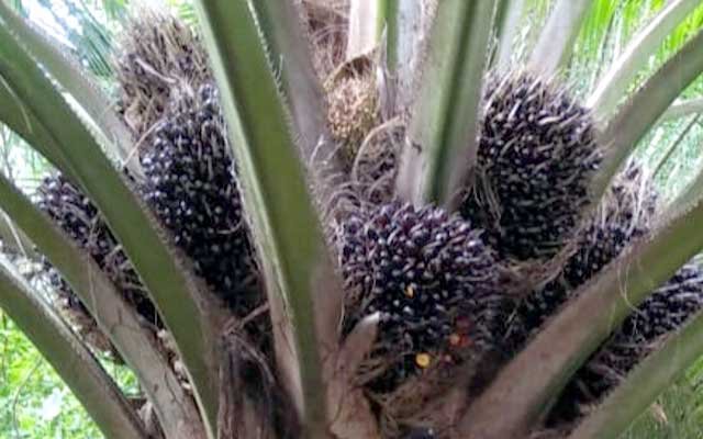 Gets Better Rp 141,54/kg, FFB in Riau on 20 - 26 July 2022