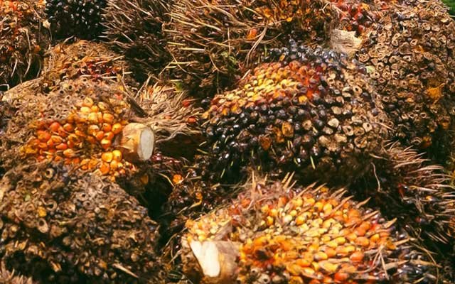 Gets Cheaper Rp 741,6/Kg, FFB in West Kalimantan in the First Period - July 2022