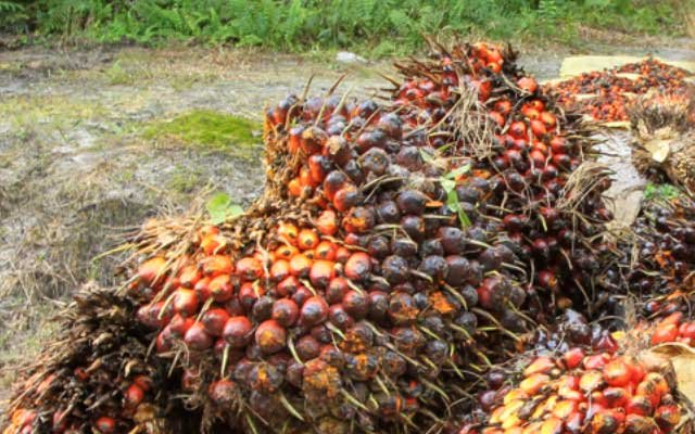 Got Better to be Rp 9.105/Kg, CPO Tender at KPBN on 25 July 2022