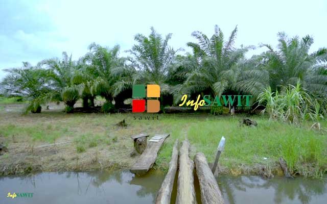 Palm Oil Suspend Village