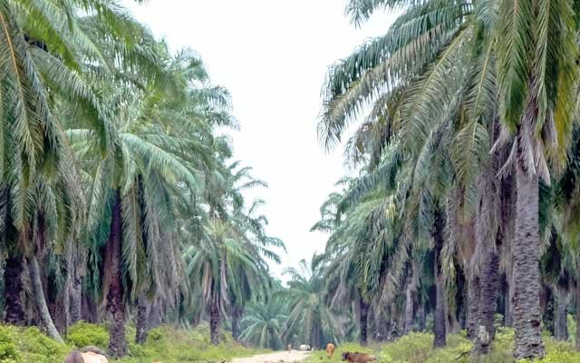 President Revoked 16 Palm Oil Plantation Permits in West Papua