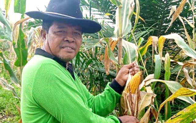 Save the Smallholders in SRP with Corn Intercrops