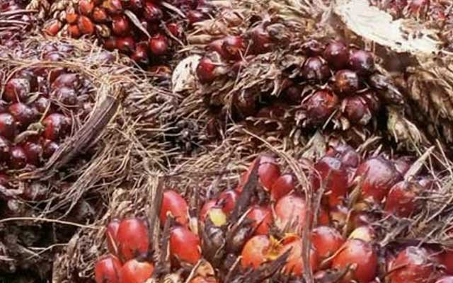 Slightly Gets Better, FFB in West and East Aceh in the Third Period - IV July 2022