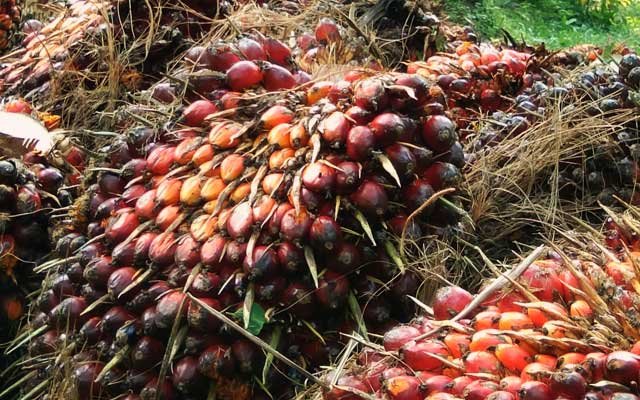 The Most Expensive FFB in Bengkulu in the Second Period - July 2022 is Rp 1.158,56/Kg