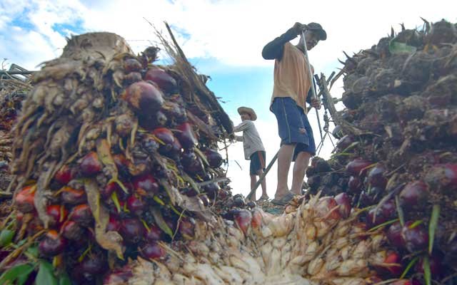 FFB Price in Siak Gets Better Rp 150/kg, After Meeting the Management