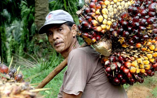 Gets Cheaper Rp 222,82/Kg, FFB in East Kalimantan in June 2022