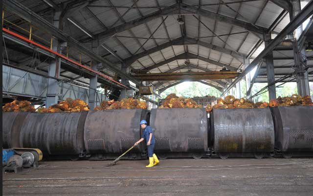 Hopefully FFB Can Be IDR 2,500/Kg, Export Approval Reaches 302 Thousand Tons of CPO