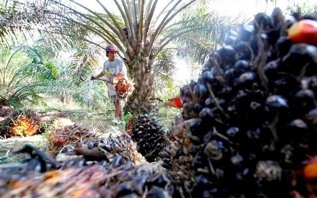 Smallholders Fully Support: Rokan Hulu Ready to Become Mills Project