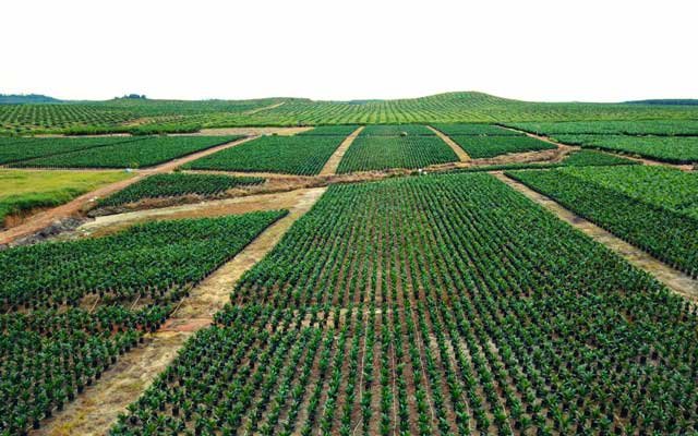 Solving Land Problems: Farmers Hope for New Minister of Agrarian Affairs/Head of BPN