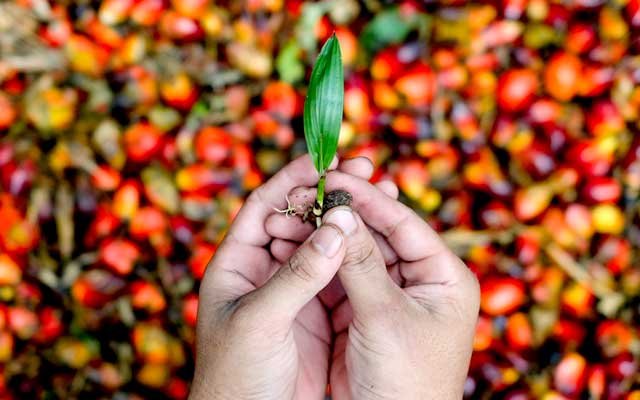 Still a Plantation Nurse, Even though FFB Prices are Getting Cheaper