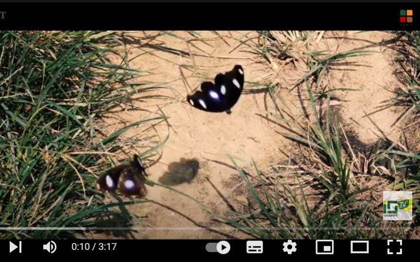 Sustainable Palm Oil