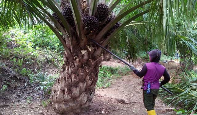 Decreased IDR 239.71/Kg : North Sumatra FFB 18 - 24 May 2022