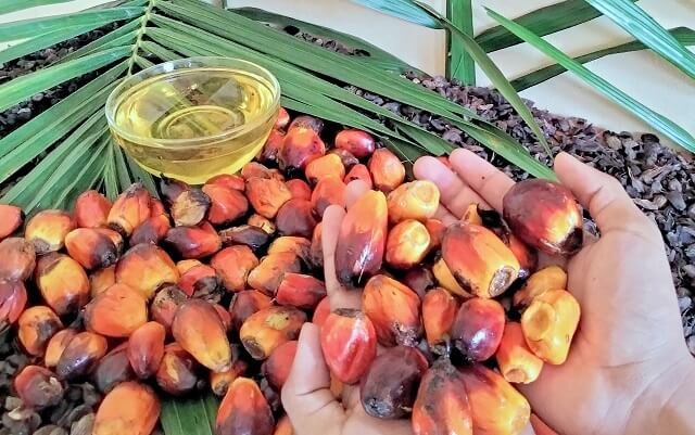 This is the Reason Palm Cooking Oil Prices are Expensive