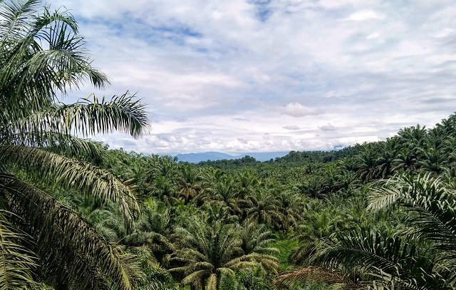 TSE Group Contthousandtes to Develop Papua Through CSC