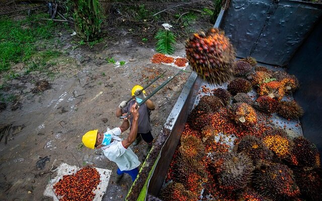 Urgent ! Guarantee Labors’ Rights for Palm Oil Labor Coalition