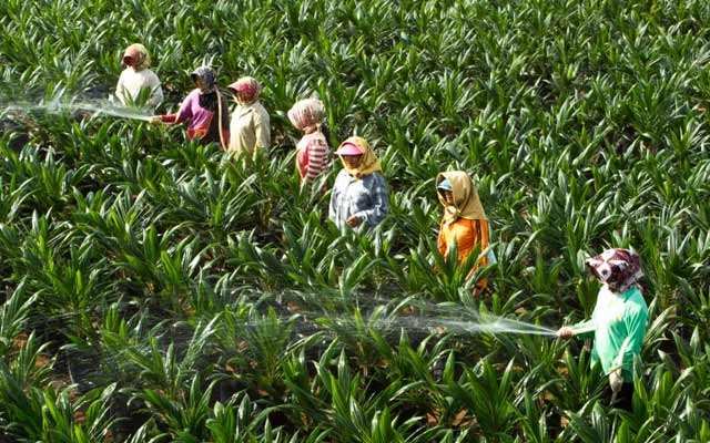 400 Thousand Palm Oil Seeds for Smallholders Would Prepare by PTPN V