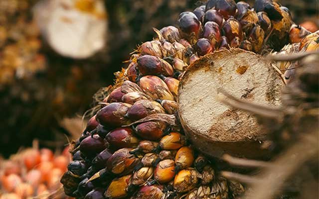 FFB Price in West Sumatera on 1 - 7 September 2022