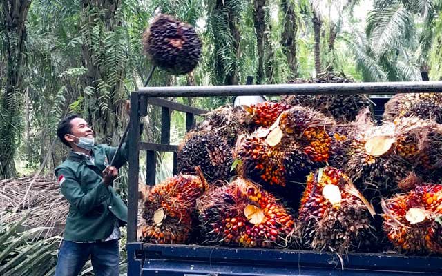 Gets Better Rp 16,37/Kg, FFB in Riau on 21 - 27 September 2022